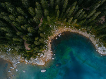 High angle view of trees growing by sea