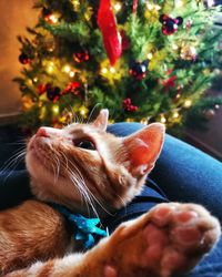 Close-up of cat against christmas tree at home