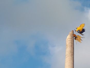 Low angle view of bird against sky