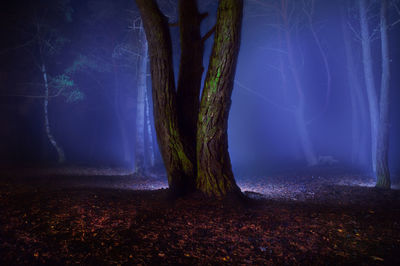 Sunlight streaming through trees in forest