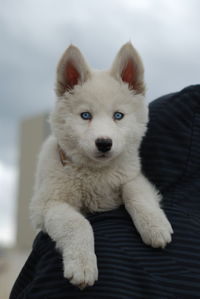 Close-up portrait of dog 