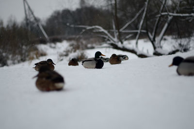 View of birds in snow