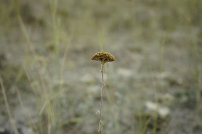 Close-up of mushroom growing on field