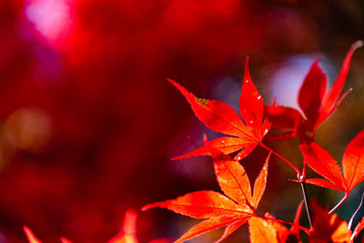 Close-up colorful fall foliage in sunny day. beautiful autumn landscape background