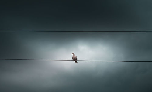 Low angle view of bird perching on cable