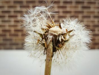 Close-up of white dandelion