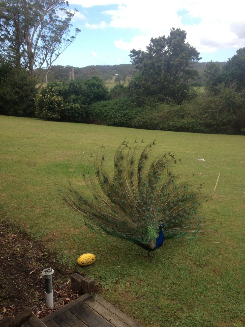 Peacock putting a huge shepherd on the football. what a play