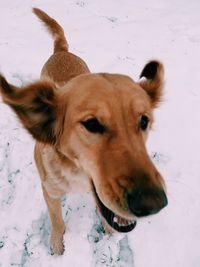 High angle view of dog on snow covered land