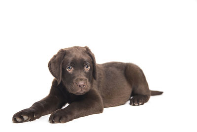 Black dog against white background