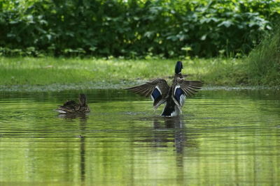 Canada geese swimming in lake