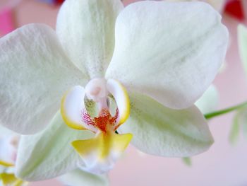 Close-up of fresh white flower blooming outdoors