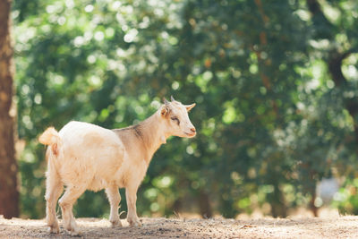 View of two animals on landscape