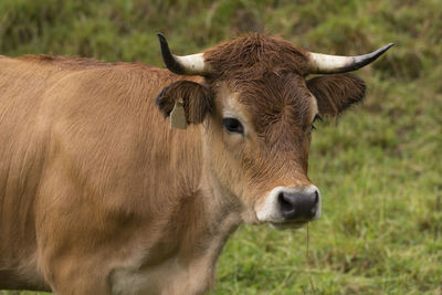 Cow in a field