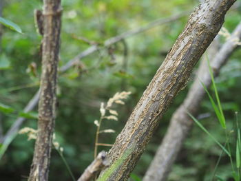 Close-up of lichen growing on tree trunk in forest