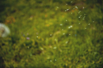 Close-up of water drops on grass