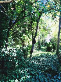 Trees in forest