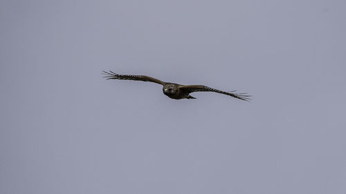 Low angle view of eagle flying against clear sky