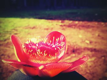 Close-up of red rose in water