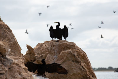 Cormorants on rock at beach against sky