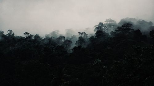 Low angle view of trees in forest against sky