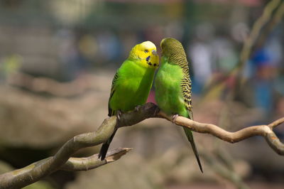 Close-up of parrot perching on branch