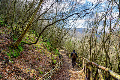 Rear view of person walking on footpath in forest