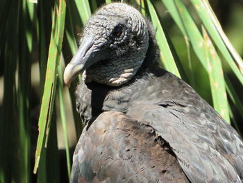 Close-up of bird