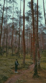 Rear view of man standing amidst trees in forest