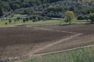 Scenic view of agricultural field