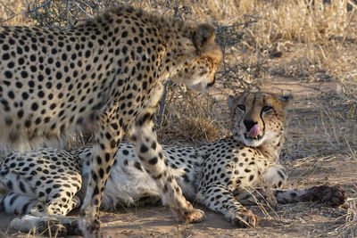 View of two cheetahs