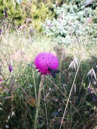 Close-up of purple flowering plant on field