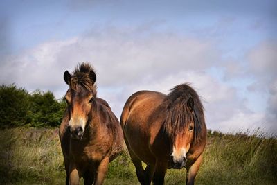 Horses standing on field against sky