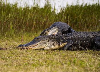 American alligators on field