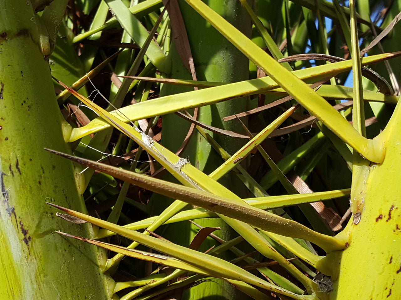 Palm tree detail