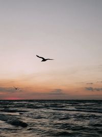 Bird flying over sea