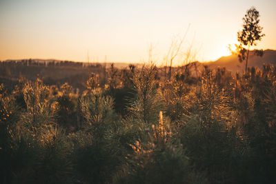 Plants growing on field against sky during sunset