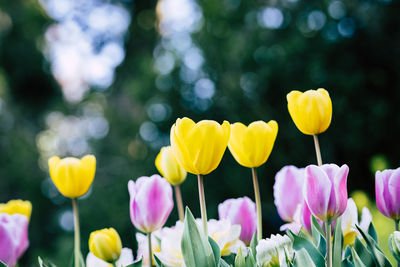 Close-up of yellow flowering plants