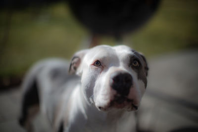 Close-up portrait of dog against blurred background