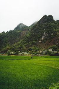 Scenic view of agricultural field against sky