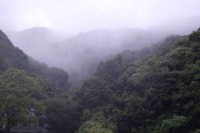 Scenic view of forest against sky