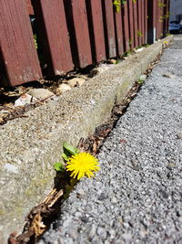 Close-up of yellow flowering plants on footpath