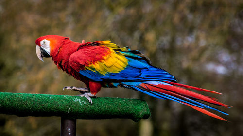 Close-up of scarlet macaw on railing