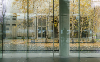 Reflection of trees on glass window