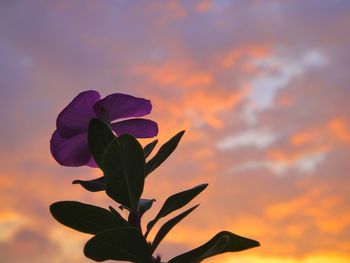 Close-up of flower blooming against sky