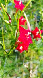 Close-up of pink flower blooming outdoors