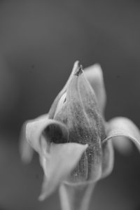 Close-up of rose against black background