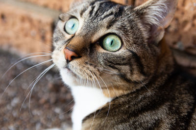 Close-up portrait of a cat