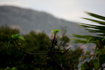 Close-up of a plant against blurred background