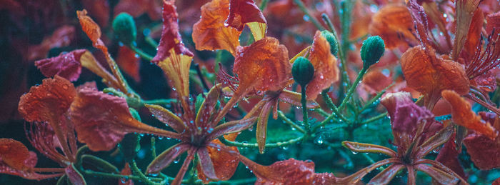 Close-up of plant