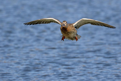 Seagull flying over sea